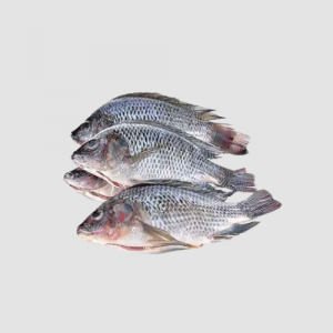Tilapia Fish