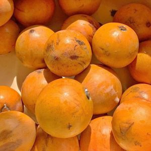Agbalumo/ udara (Chrysophyllum albidum)